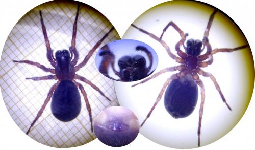 Coelotes terrestris